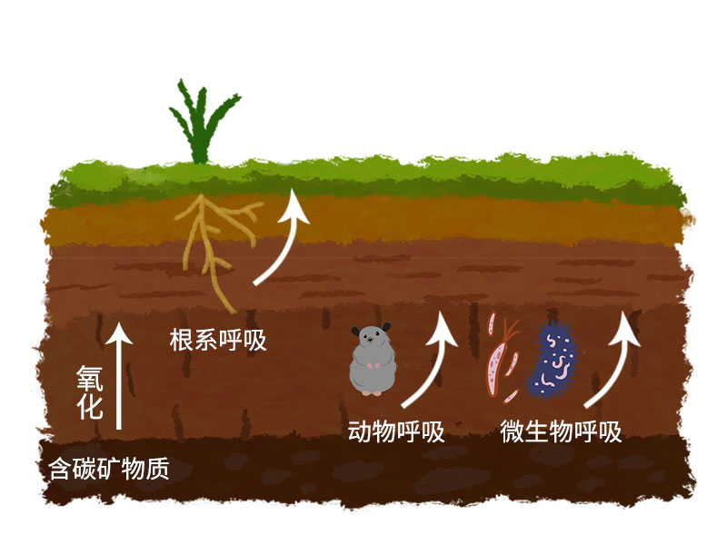 土壤微生物呼吸检测