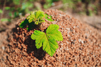 土壤物理化学指标检测