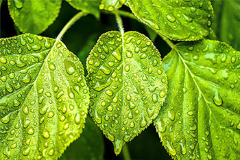 激素检测服务-液质联用法