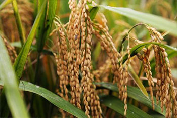 植物养分与品质测定