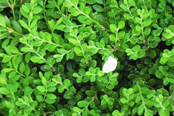 植物酶活性分析检测服务