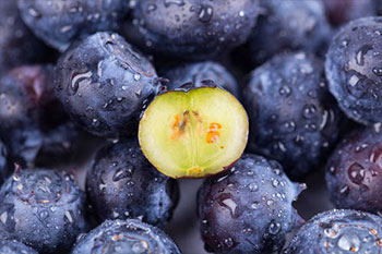 植物色素分析检测服务